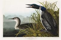 Great Northern Diver or Loon 202//133